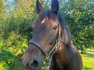 hästar Maxad C-ponny, New Forest - Annons 5