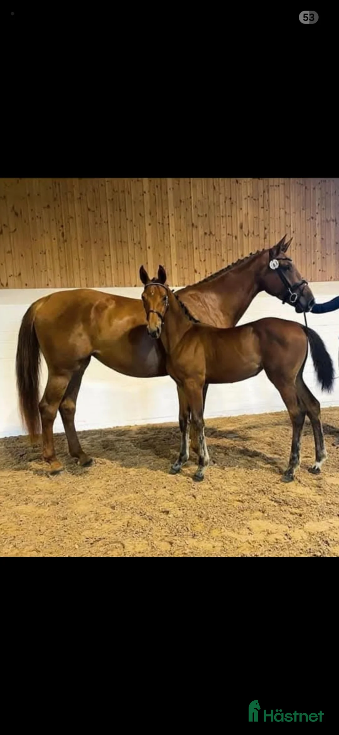 Hoppning hästar till salu: Dräktig med Chacoon Blue  - Annons 1