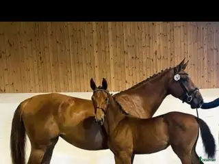 hästar Dräktig med Chacoon Blue - Annons 1