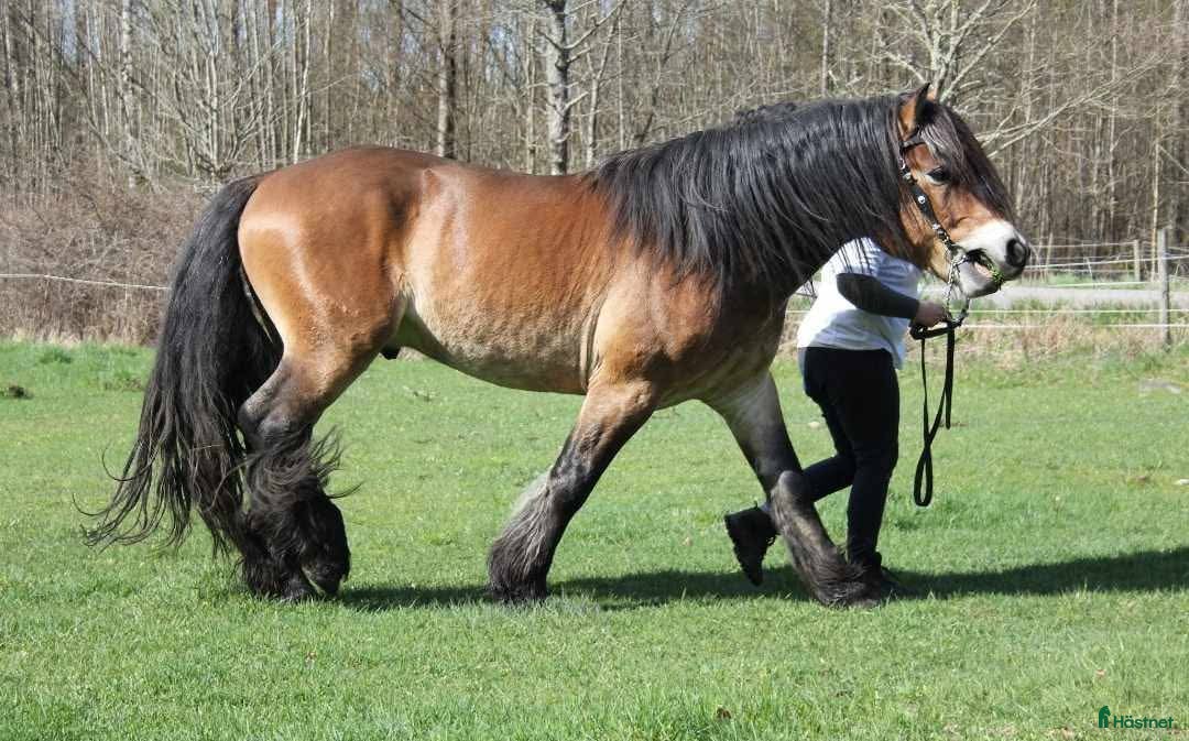  hästar Godkänd nordsvensk hingst/Valack  i Torsås - Annons 12