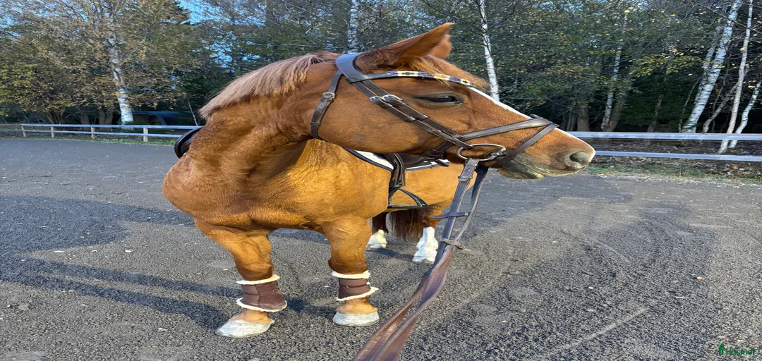 Galleribild {{count}}