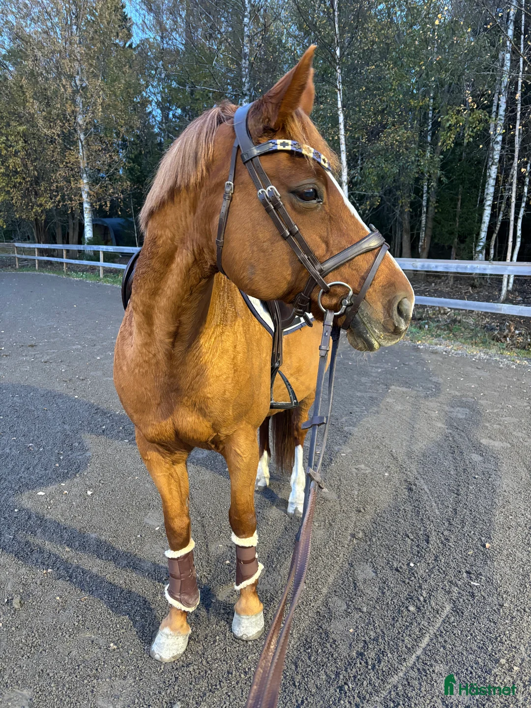 Galleribild {{count}}