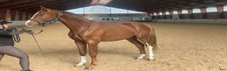 Dressyr hästar till salu: Flott 2-års valack! i Helsingborg - Annons 2