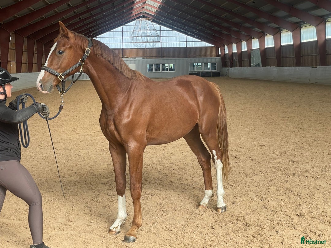 Dressyr hästar till salu: Flott 2-års valack! i Helsingborg - Annons 2