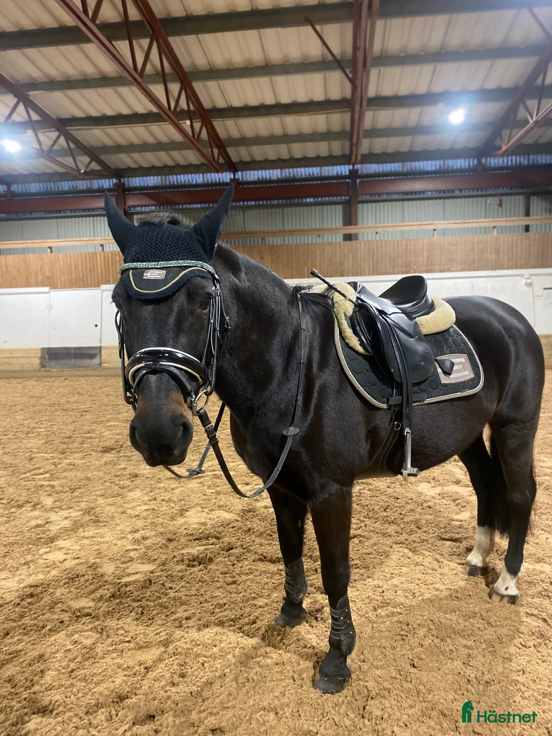 Allround hästar till salu: Fin läromästare❤️ i Vallda - Annons 2