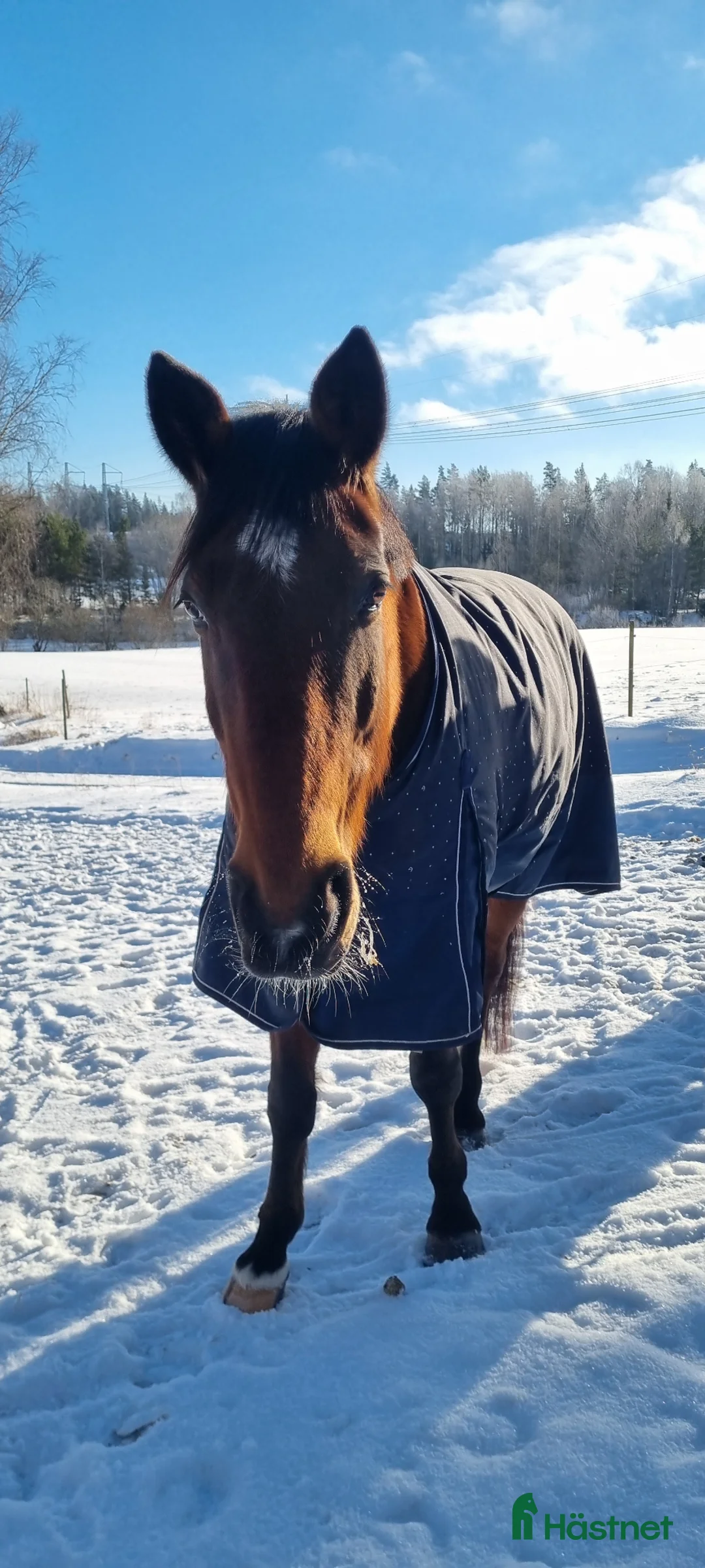 Allround hästar till salu:  Supersnäll ridtravare i Motala - Annons 5