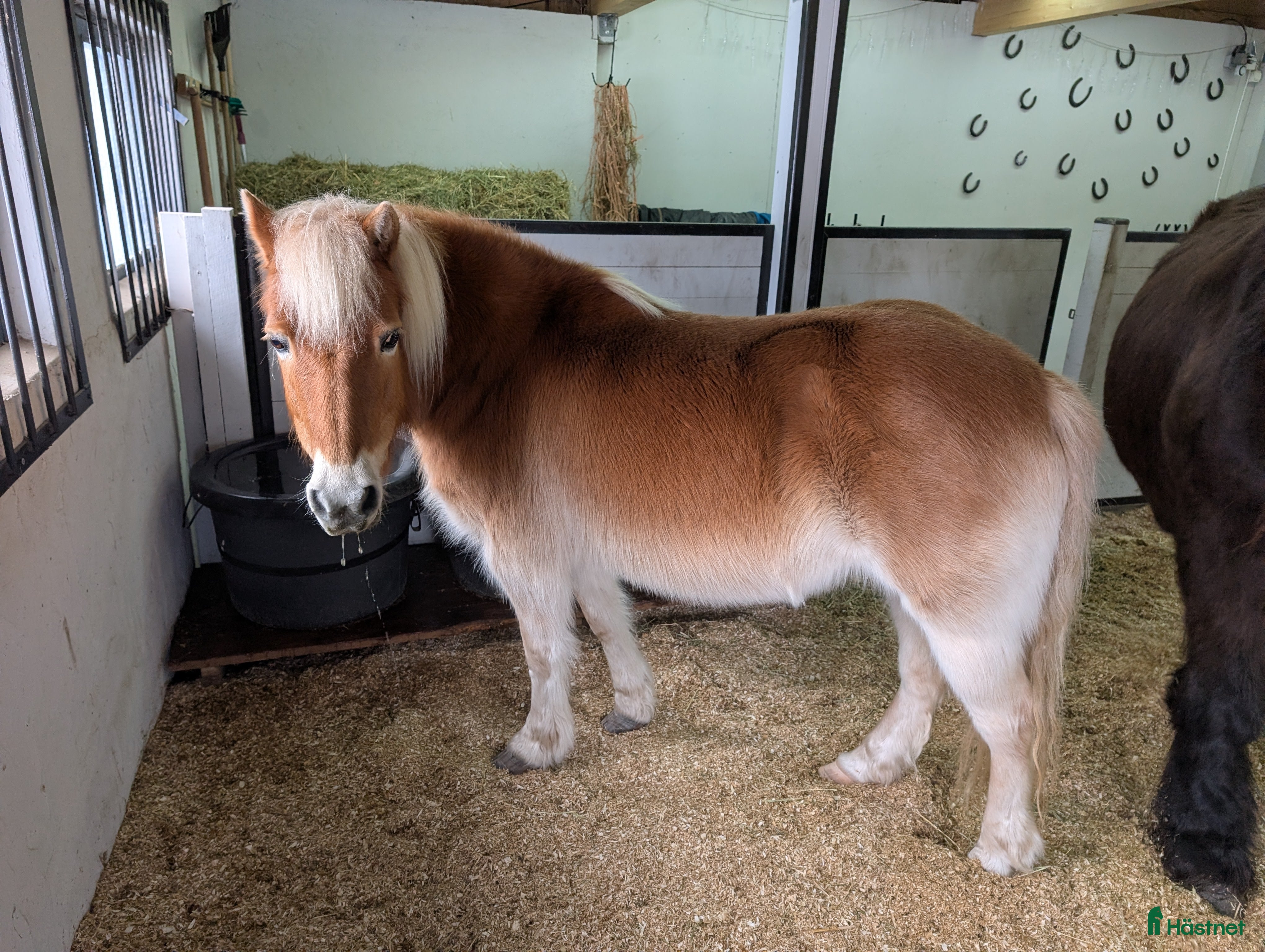  hästar Lilla hjärtat i Jämjö - Annons 7