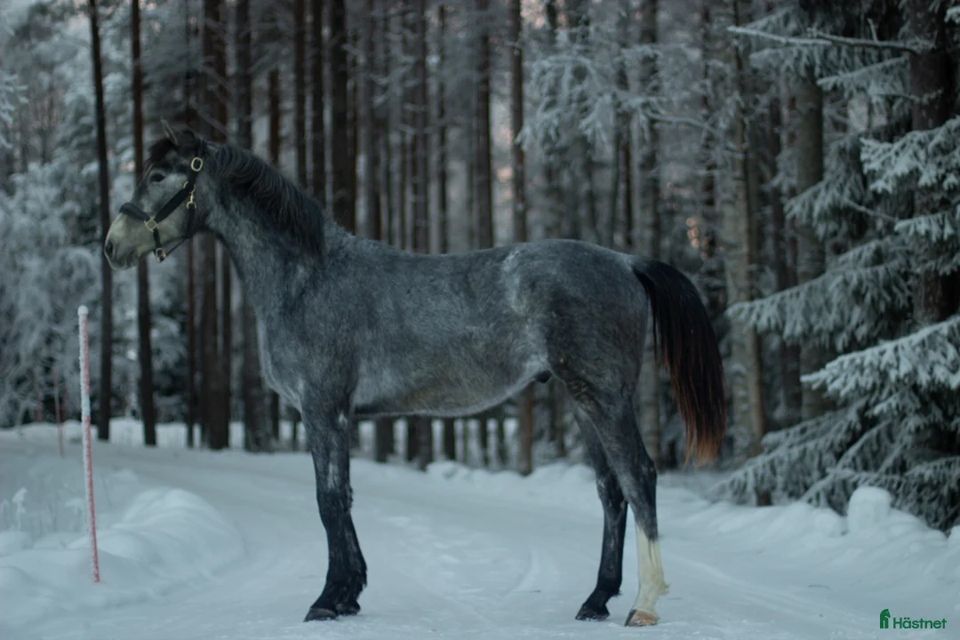 Hoppning hästar till salu: 2 åring för framtiden  - Annons 3