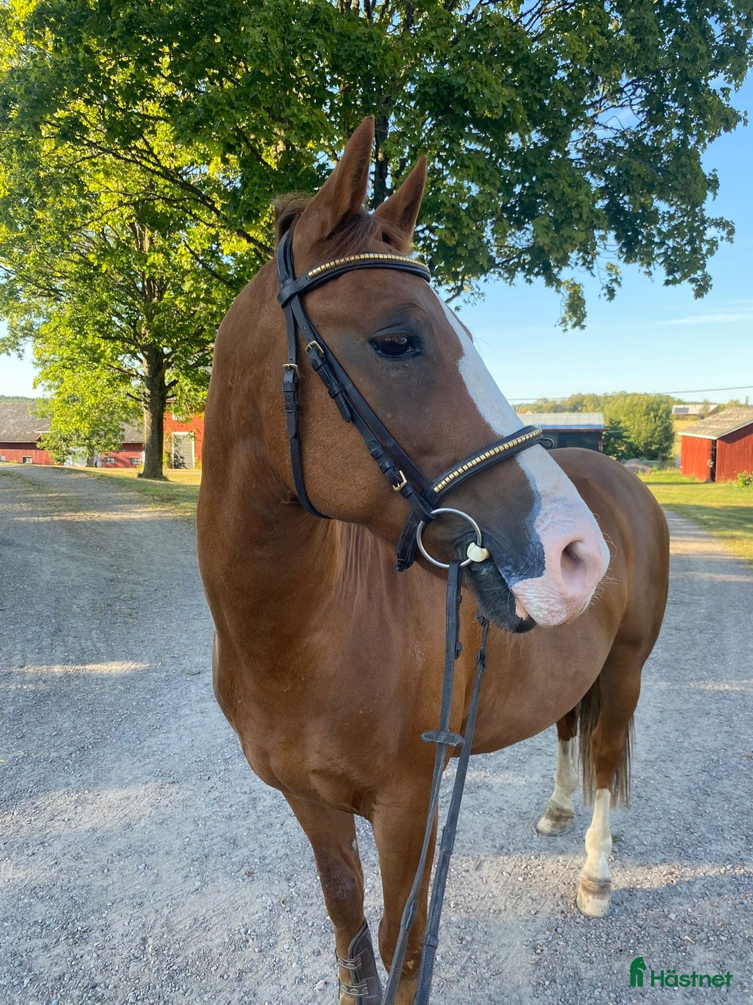 Allround hästar till salu: Härlig kompis i Mariestad - Annons 2