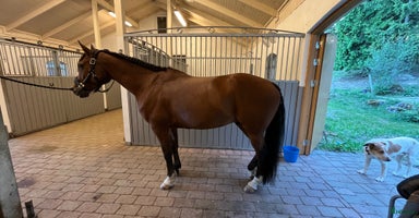  hästar i Örby - Annons 9
