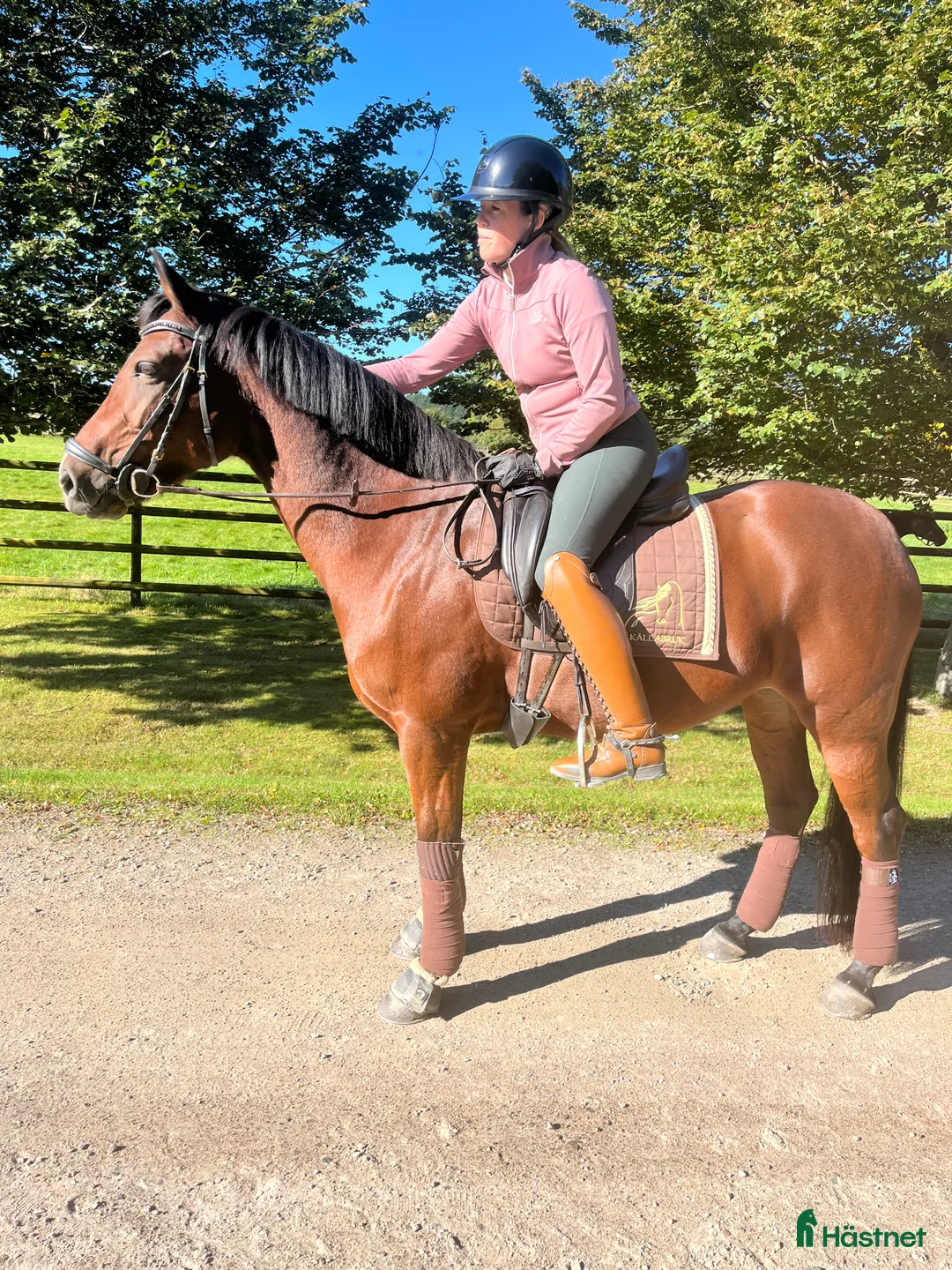 Dressyr hästar till salu: Dressyrponny med utstrålning - Annons 4