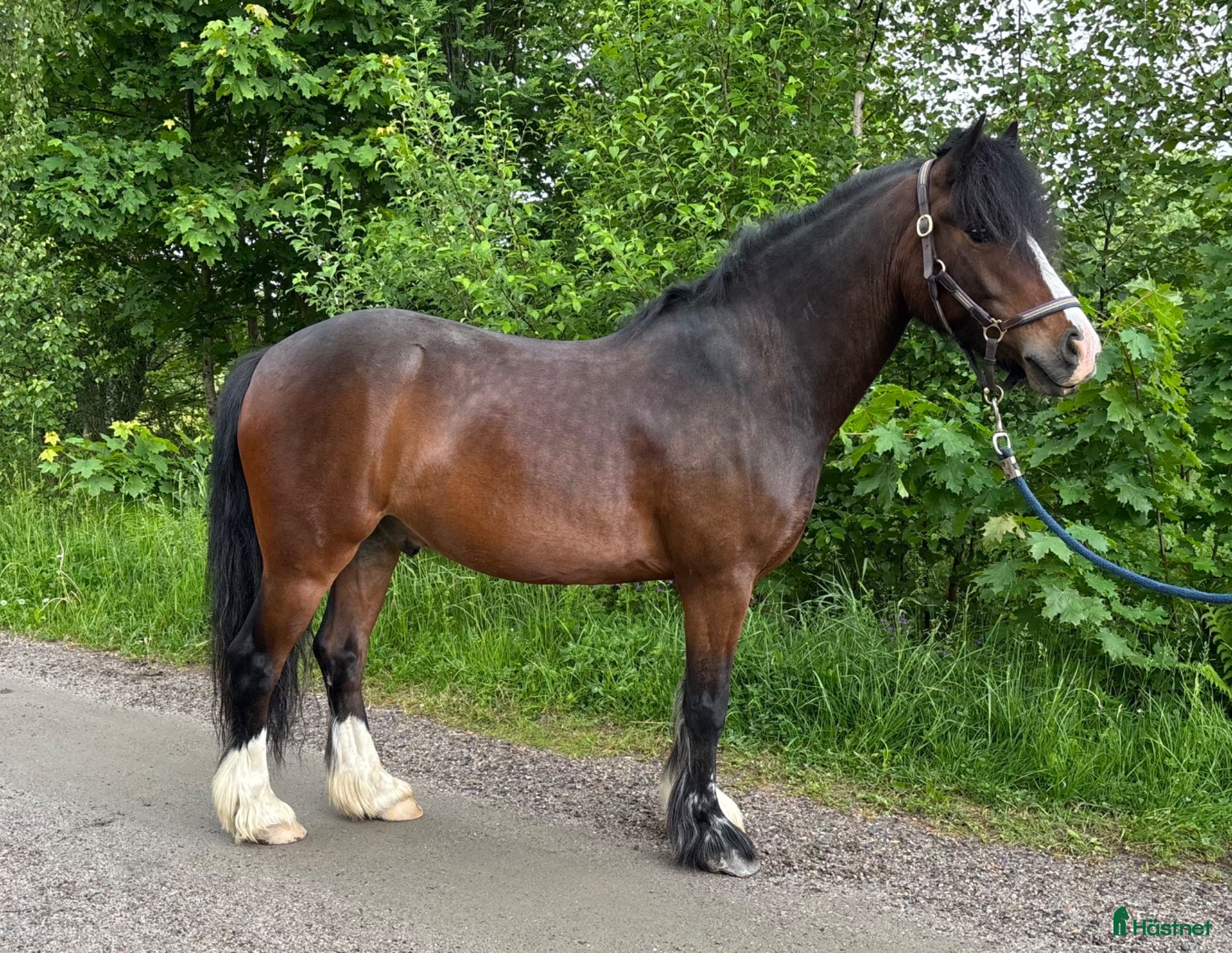 hästar Femårig c-ponny med utvecklingsbarhet!  - Annons 2