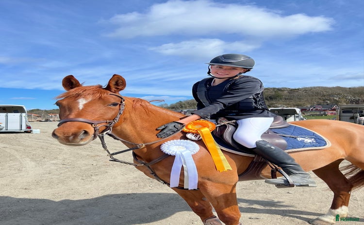  hästar Super fin maxad c-ponny!  i Kungsbacka - Annons 16