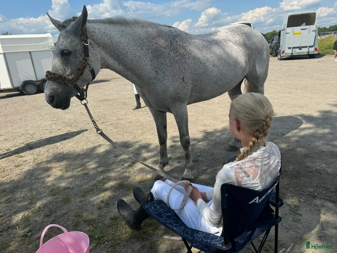 Hoppning hästar till salu: Vackraste ponnyn - Annons 2