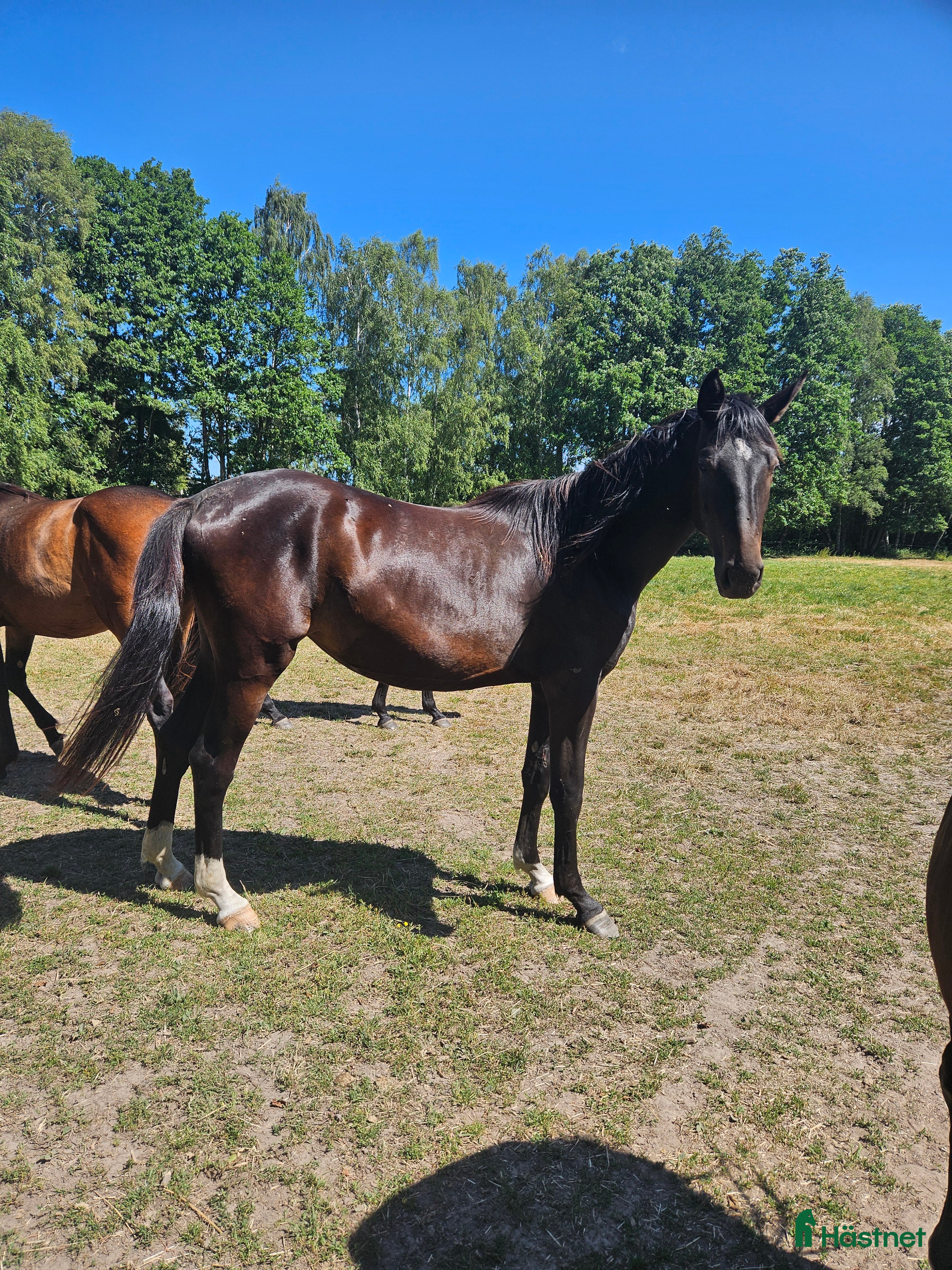  hästar Fint dressyr sto i Söderåkra - Annons 9