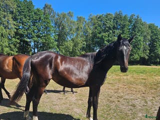 hästar Fint dressyr sto i Söderåkra - Annons 9