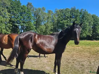 hästar Fint dressyr sto i Söderåkra - Annons 8