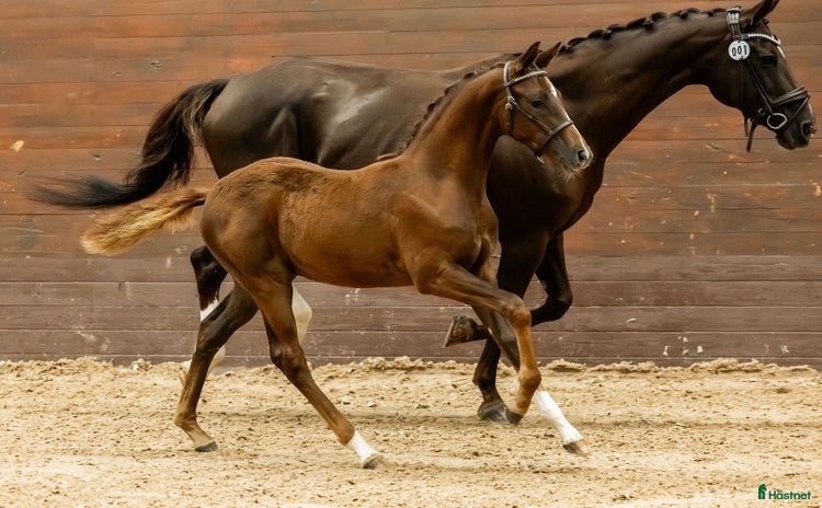  hästar i Runhällen - Annons 7