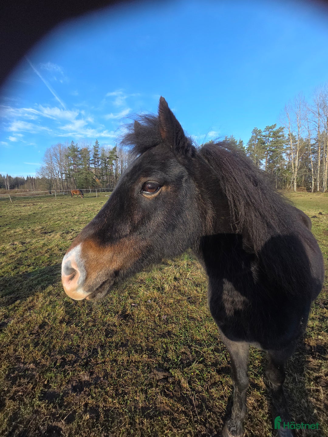 Allround hästar till salu: Supersnäll barnponny i Vintrosa - Annons 4