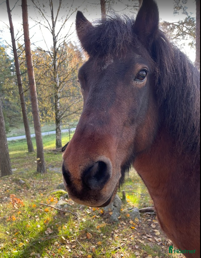  stallplats Plats ledig i vår islandshästflock på Bogesund i Vaxholm - Annons 14