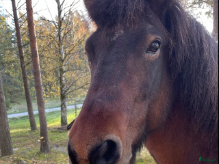 stallplats Plats ledig i vår islandshästflock på Bogesund - Annons 2