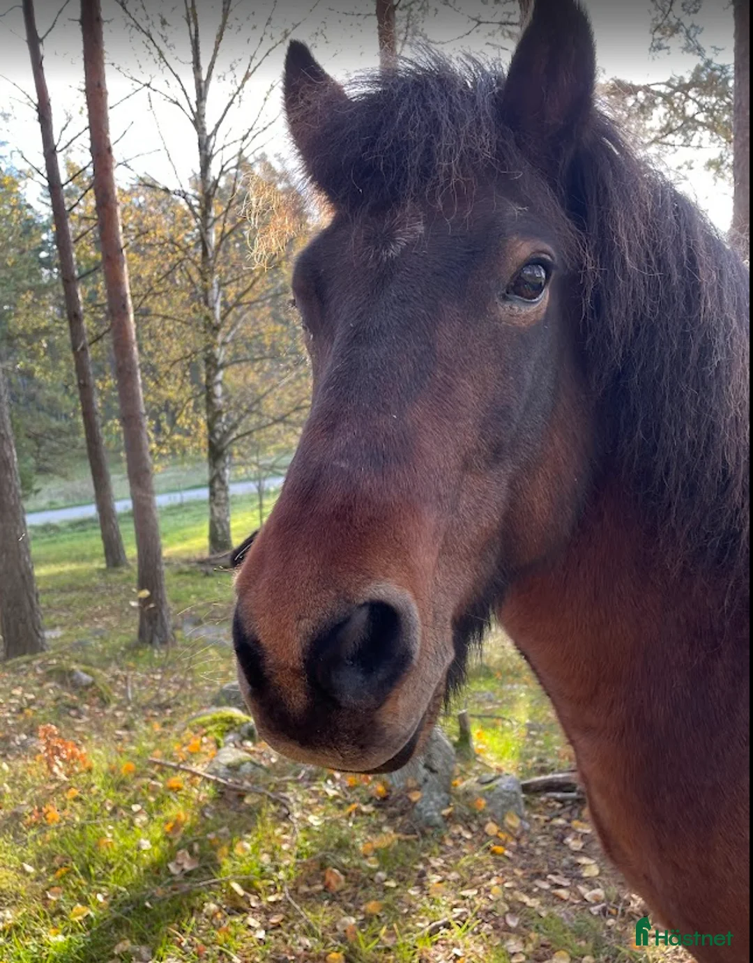  stallplats finnes: Plats ledig i vår islandshästflock på Bogesund i Åkersberga - Annons 1