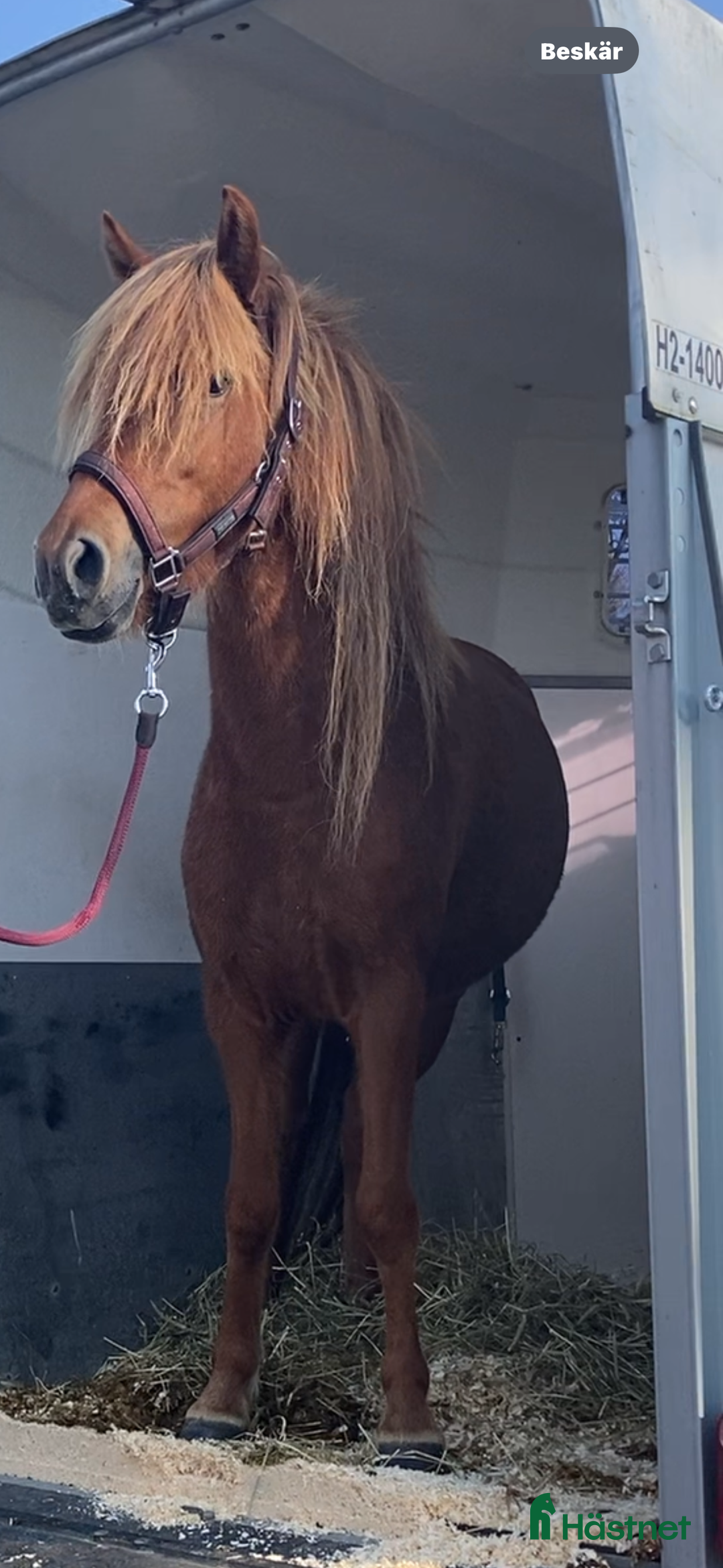 Island hästar till salu: Underbart ungsto! i Skepplanda - Annons 9