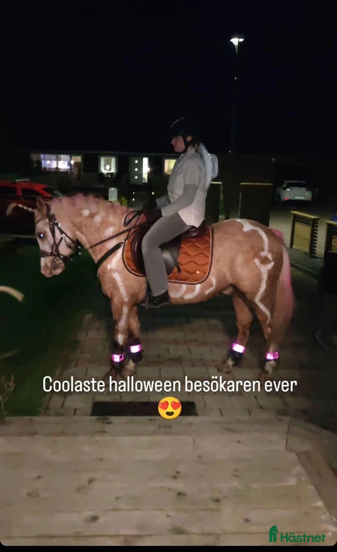 Allround hästar till salu: Supertrevlig allroundponny! 🌟 - Annons 2