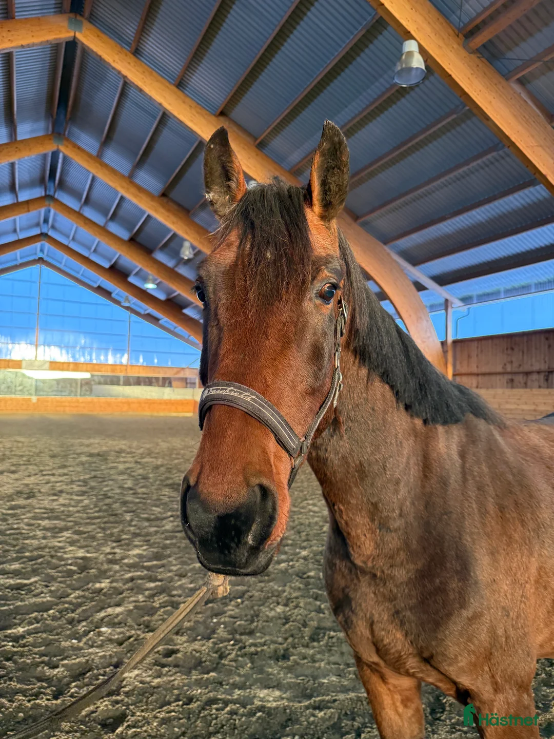 Dressyr hästar till salu: Fantastisk 4-åring  i Åsele - Annons 2