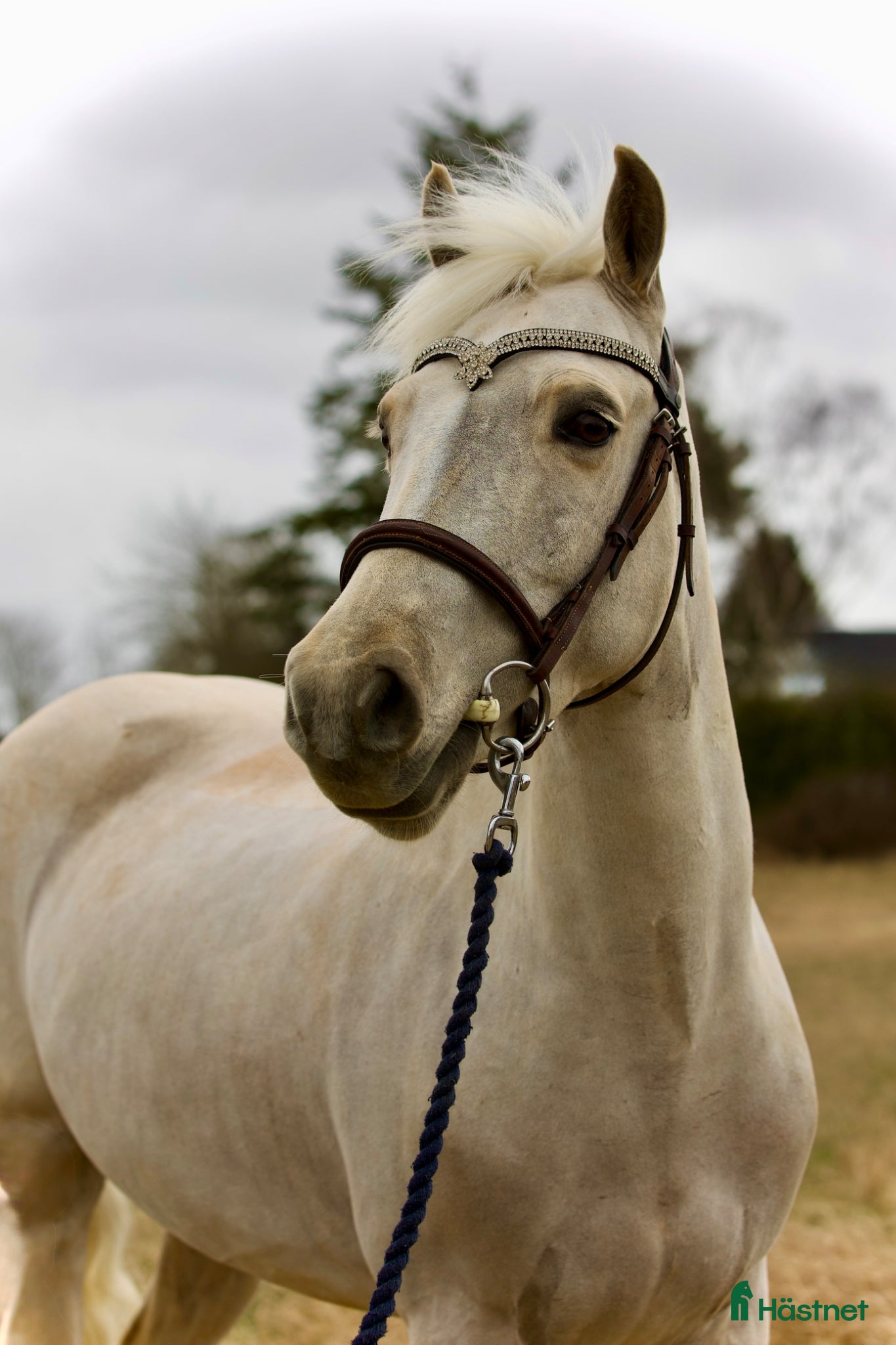  hästar SUPERSNÄLL PONNY 🩵 - Annons 1