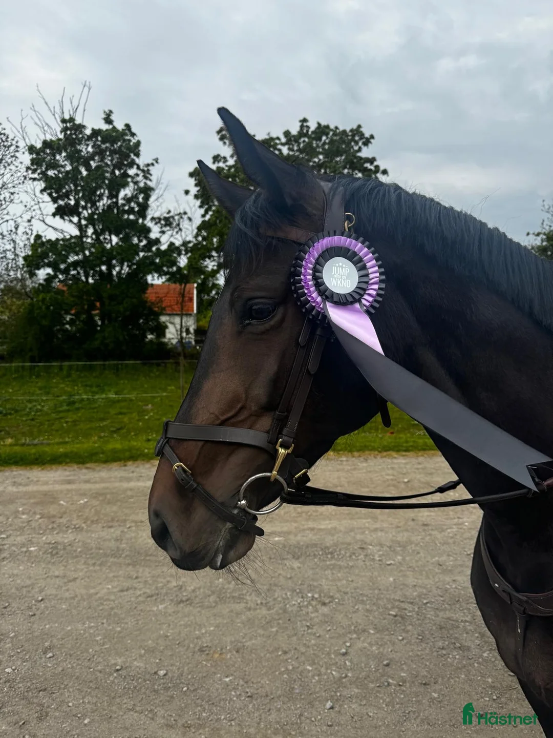 Allround hästar till salu: Selektions sto - Annons 2