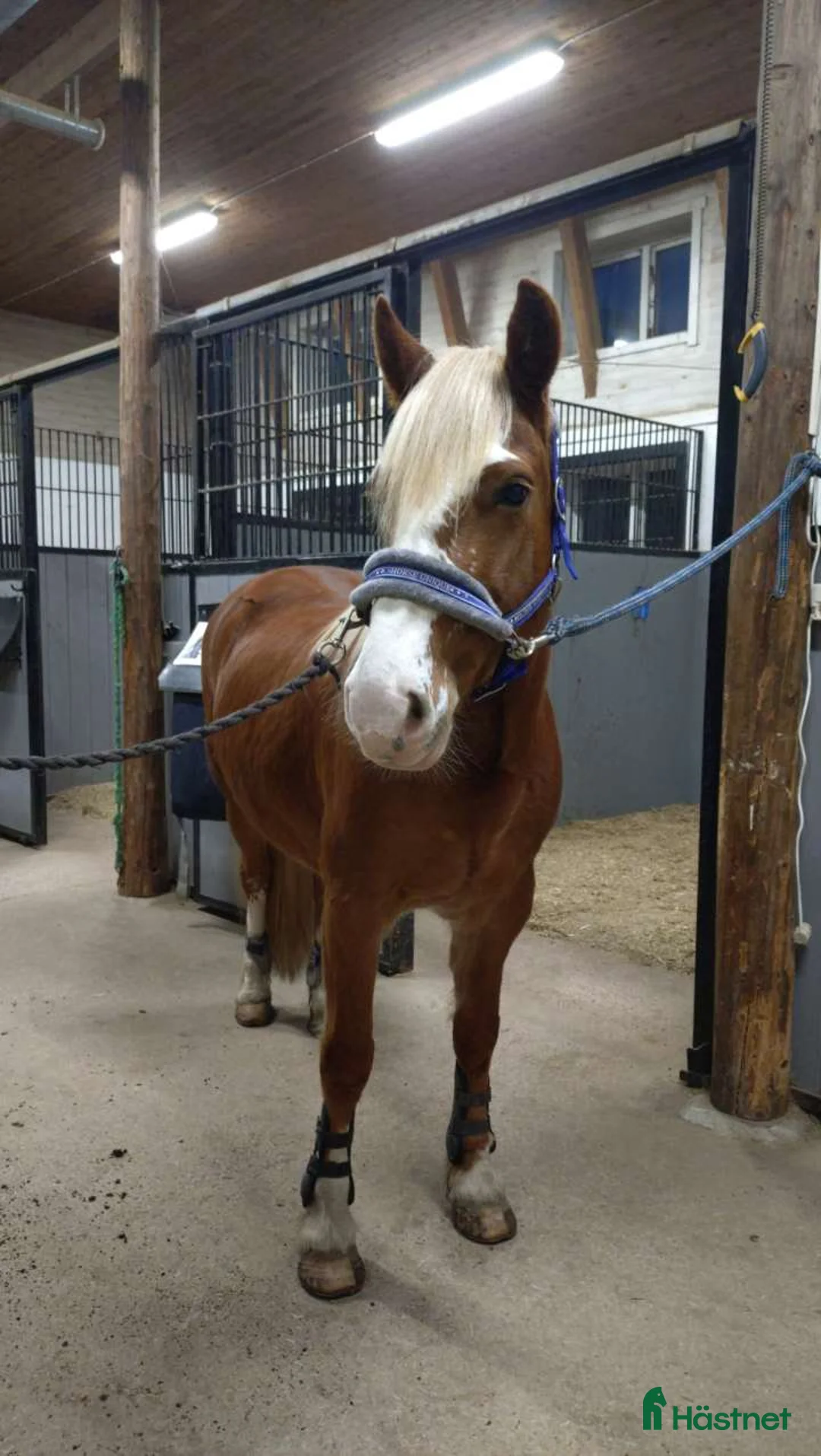 Allround hästar till salu: Rött sto för ridning och körning  - Annons 1