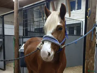 hästar Rött sto för ridning och körning - Annons 3