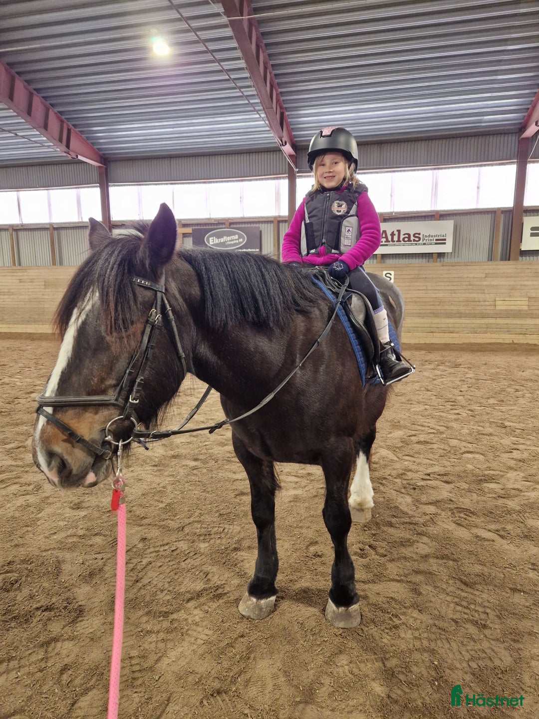 Allround hästar sökes: Bästa vän sökes! i Lotorp - Annons 3
