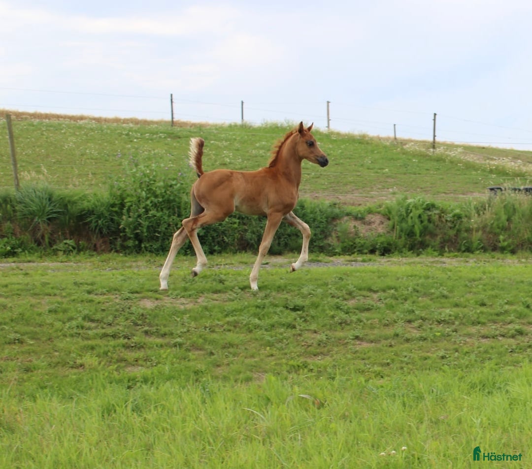 Allround hästar till salu: Smuk Ox araber hingst i Broby kommun - Annons 1