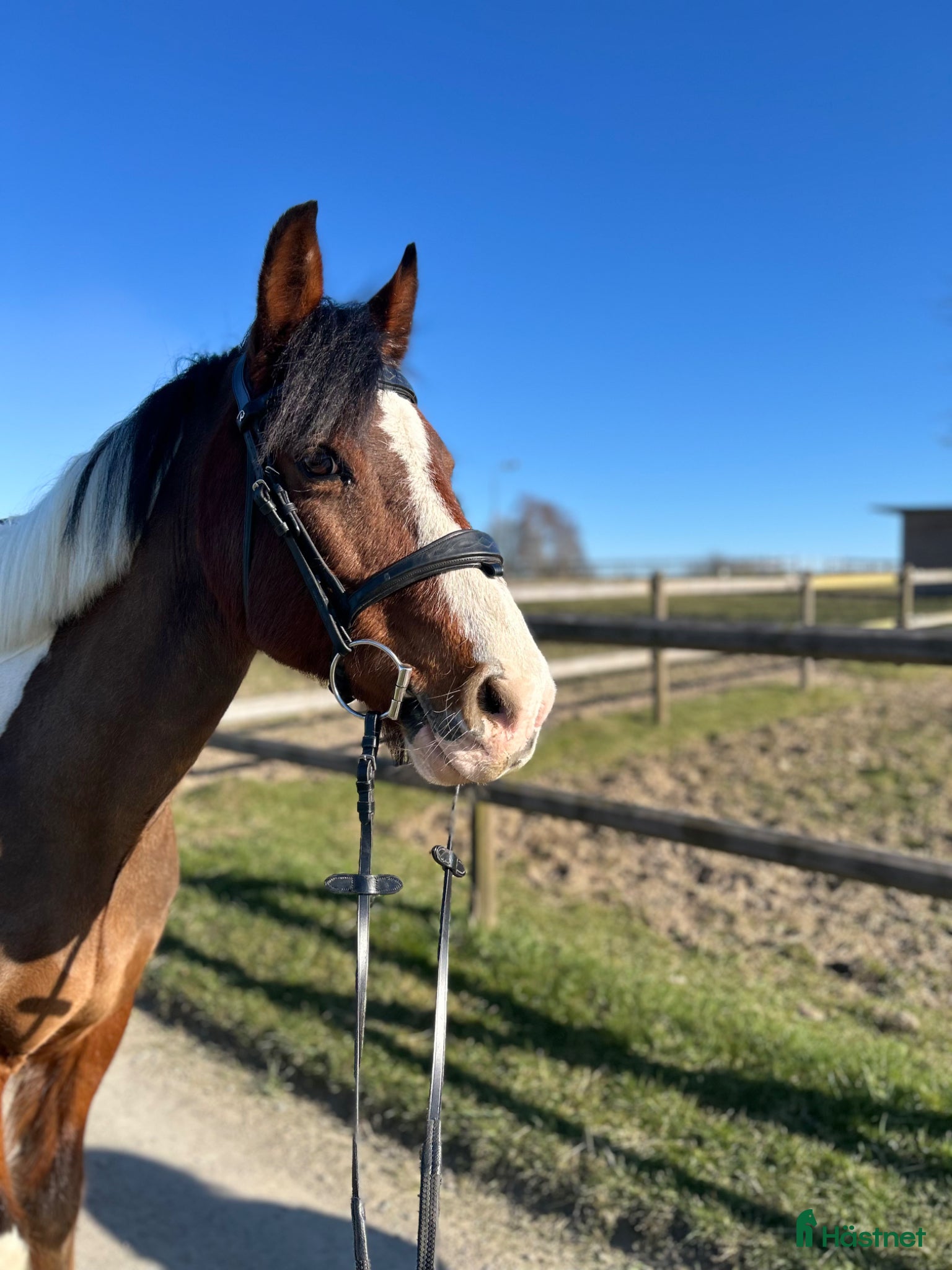  hästar Rolig bästa vän söker nytt hem - Annons 1