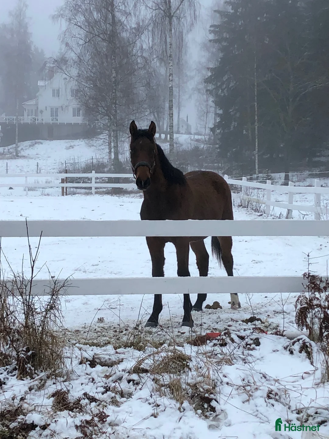 Hoppning hästar till salu: SWB valack med hoppstam i Strängnäs - Annons 3