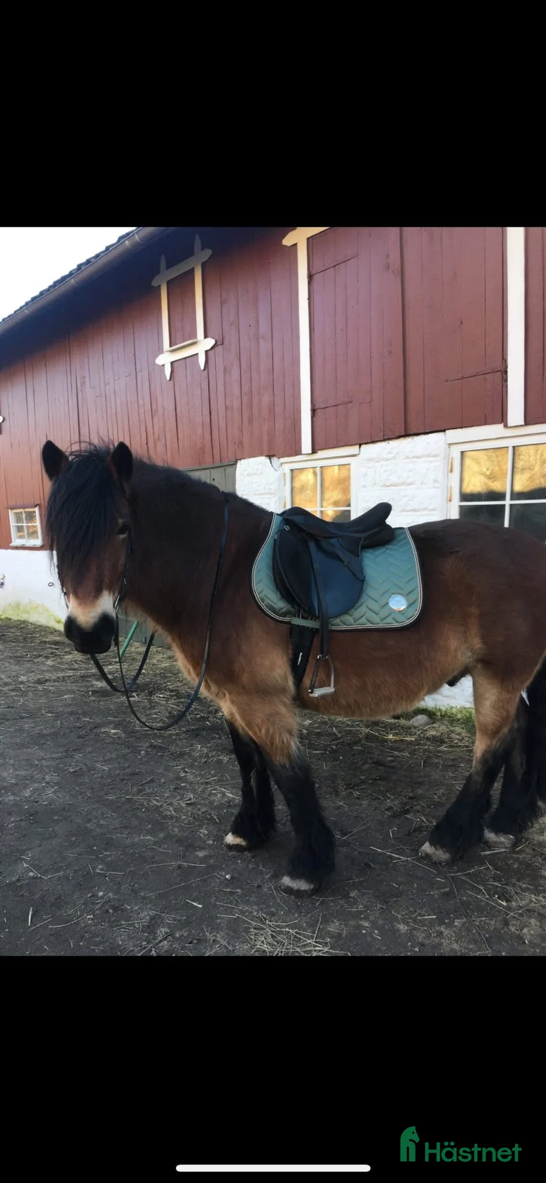  medryttarhäst finnes: Mysig nordsvensk på Orust söker ryttare - Annons 2