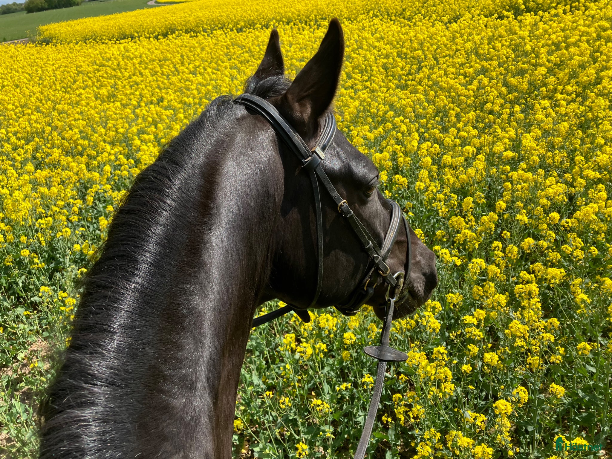  hästar Lyxig hobbyhäst med utstrålning - Annons 1
