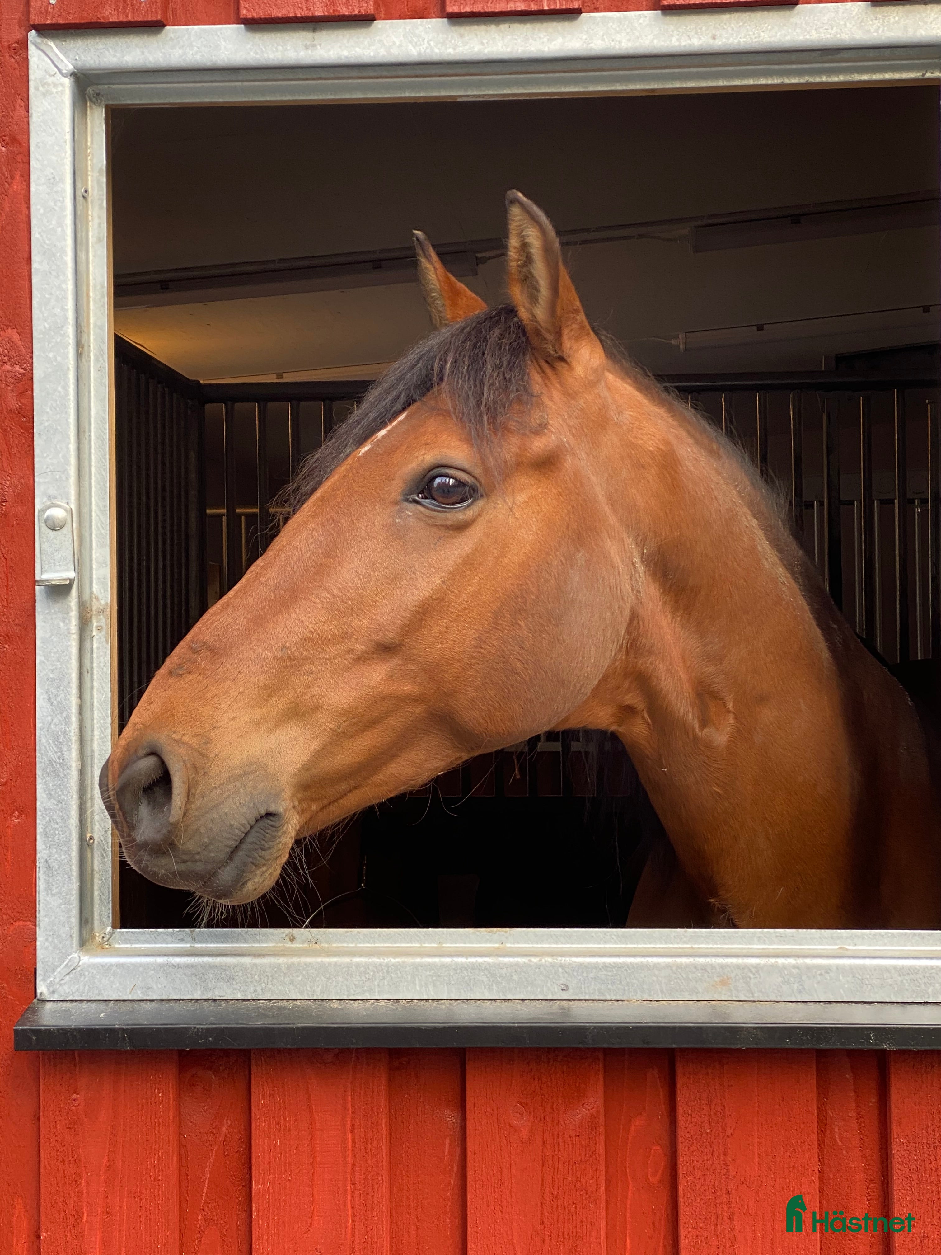  hästar Trevlig men känslig kille  - Annons 1