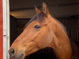 hästar Trevlig men känslig kille - Annons 1