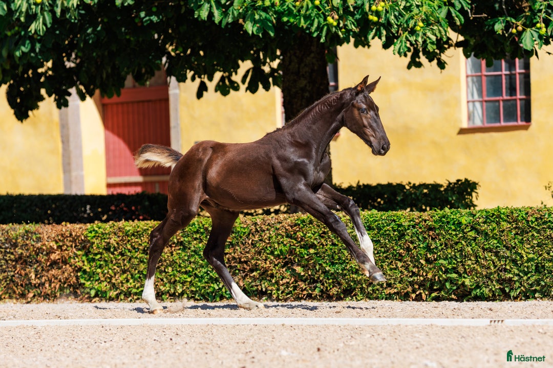 Hoppning hästar till salu: Avvant hingstföl e. Comilfo Plus Z redo för flytt i Landskrona - Annons 1