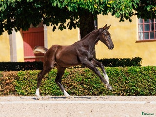 hästar Avvant hingstföl e. Comilfo Plus Z redo för flytt i Landskrona - Annons 20