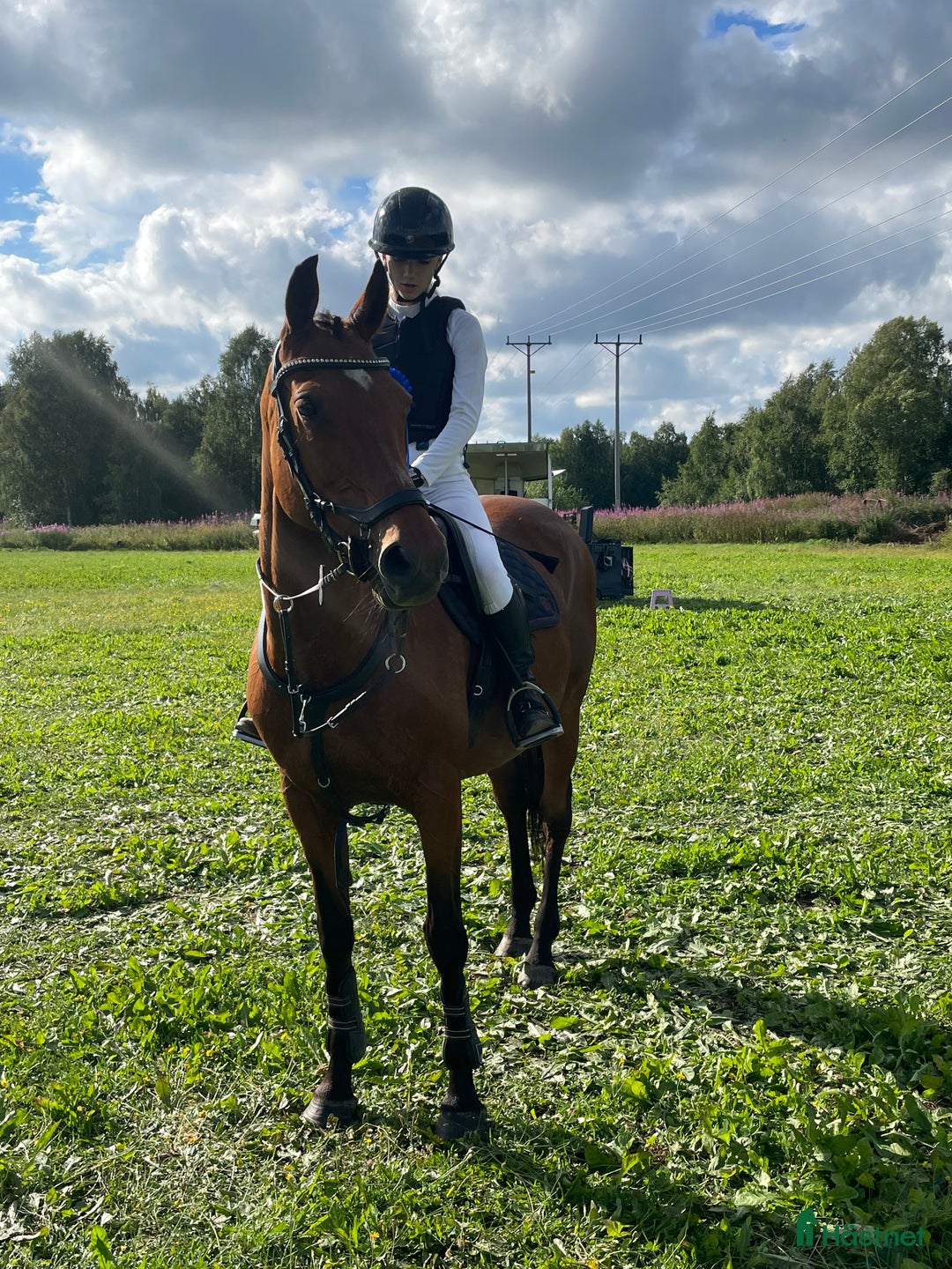 Allround hästar till salu: Piggt och trevligt allroundsto i Boden - Annons 3