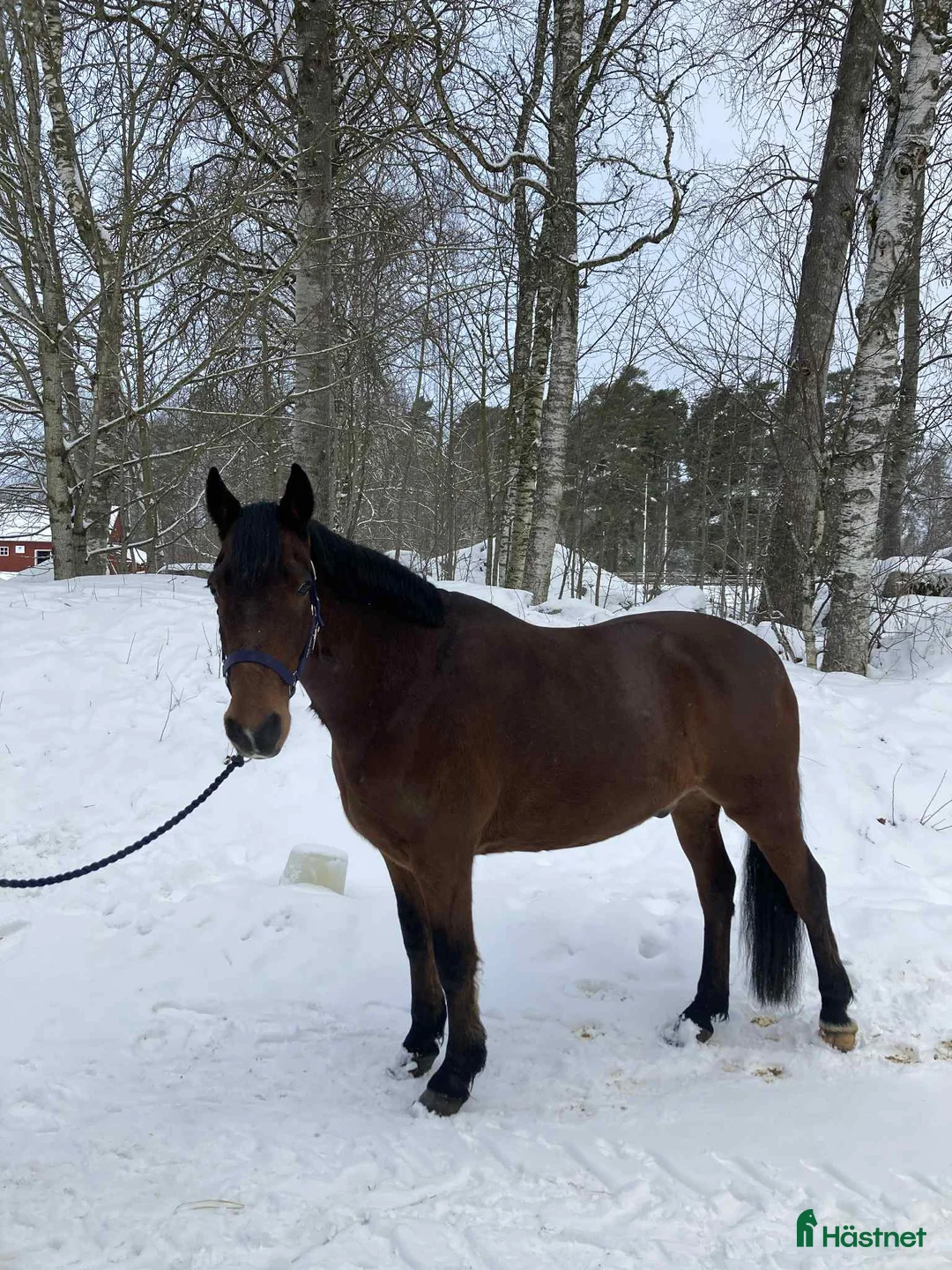 Allround hästar till salu: Genomsnäll och trevlig valack - Annons 3