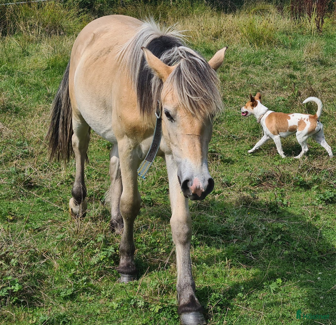 Körning hästar till salu: Fin nordsvensk  i Henån - Annons 3