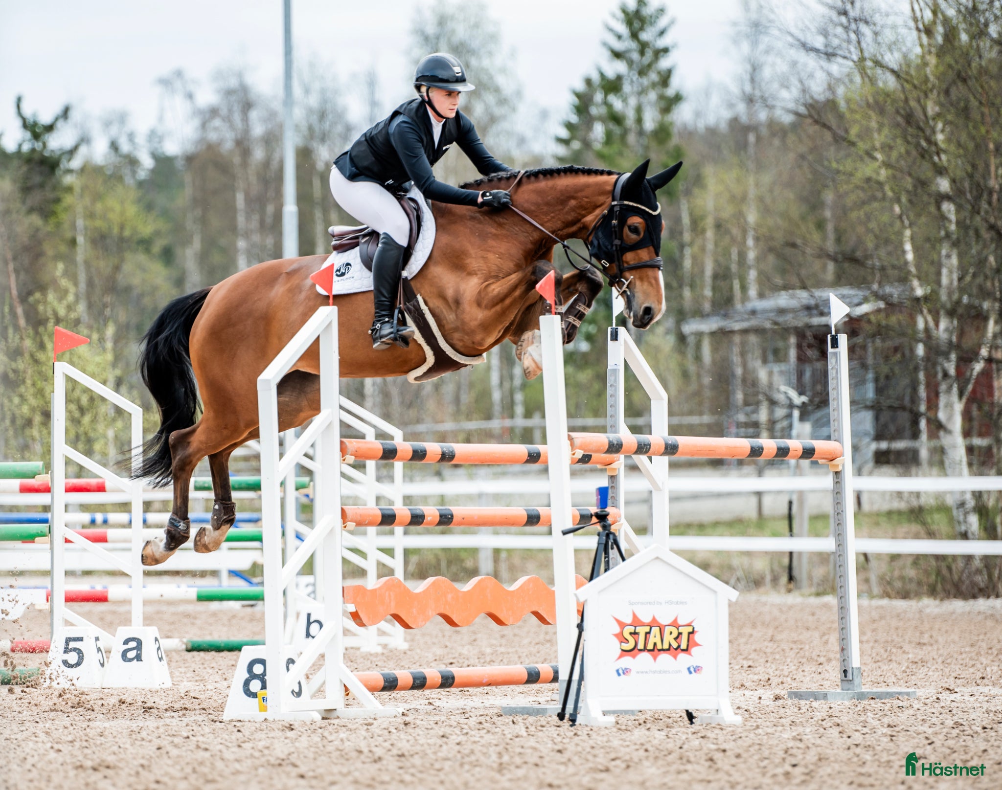 Hoppning hästar till salu: Lovande 6-årigt sto för framtiden  - Annons 1