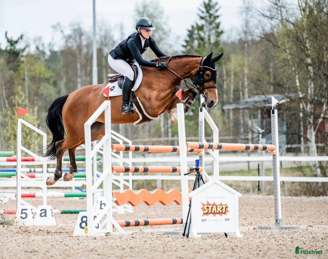 Hoppning hästar till salu: Lovande 6-årigt sto för framtiden  - Annons 1