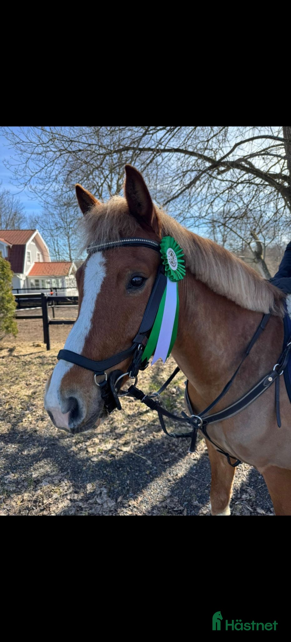  hästar C-ponny för framtiden  - Annons 15