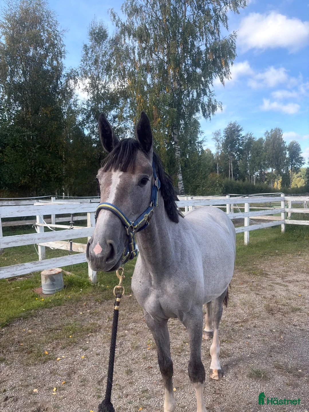 Hoppning hästar till salu: Fina unghästar till salu - Annons 1